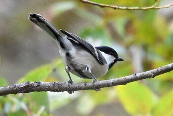 シジュウカラ おかざき自然体験の森 2021年11月24日(水)