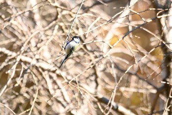 2021年11月28日(日) 四季の森公園(横浜市緑区)の野鳥観察記録