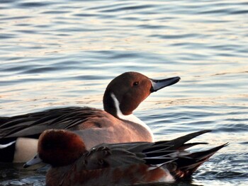 Sun, 11/28/2021 Birding report at 甲子園浜(兵庫県西宮市)