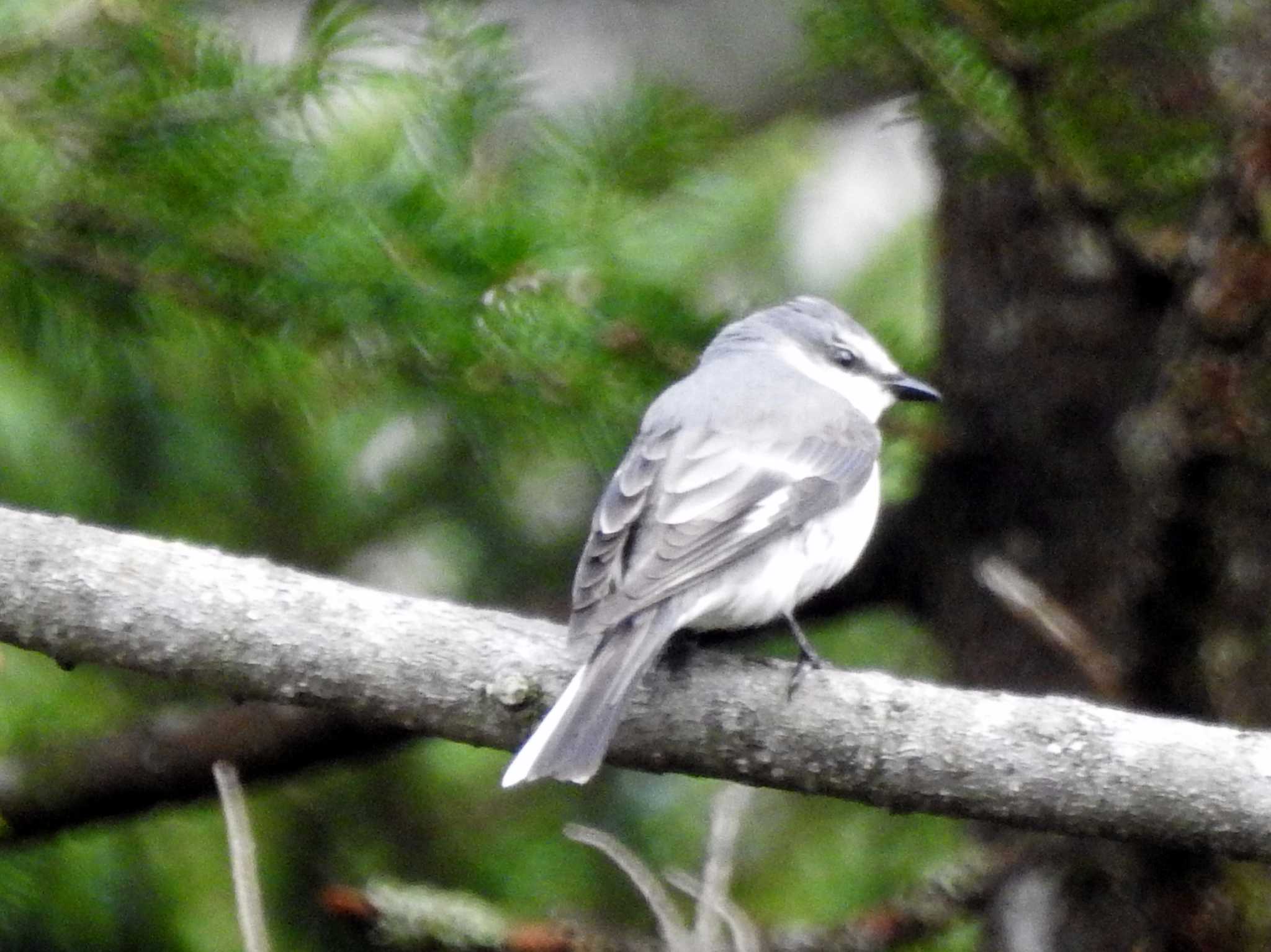 Ashy Minivet