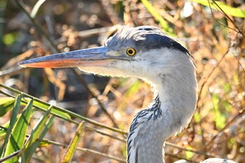 アオサギ 四季の森公園(横浜市緑区) 2021年11月28日(日)