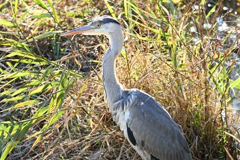 アオサギ 四季の森公園(横浜市緑区) 2021年11月28日(日)