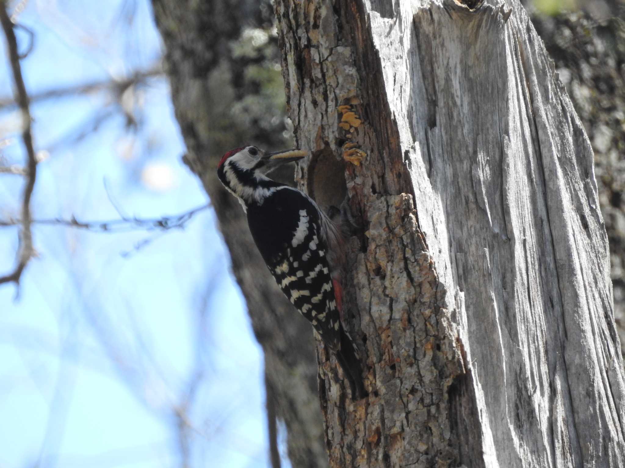 Photo of White-backed Woodpecker at Togakushi Forest Botanical Garden by 結城