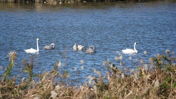 2021年11月28日(日) 埼玉県さいたま市の野鳥観察記録