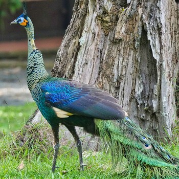 Green Peafowl Khao Soi Dao Wildlife Sanctuary Wed, 11/24/2021