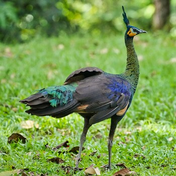 Green Peafowl Khao Soi Dao Wildlife Sanctuary Wed, 11/24/2021