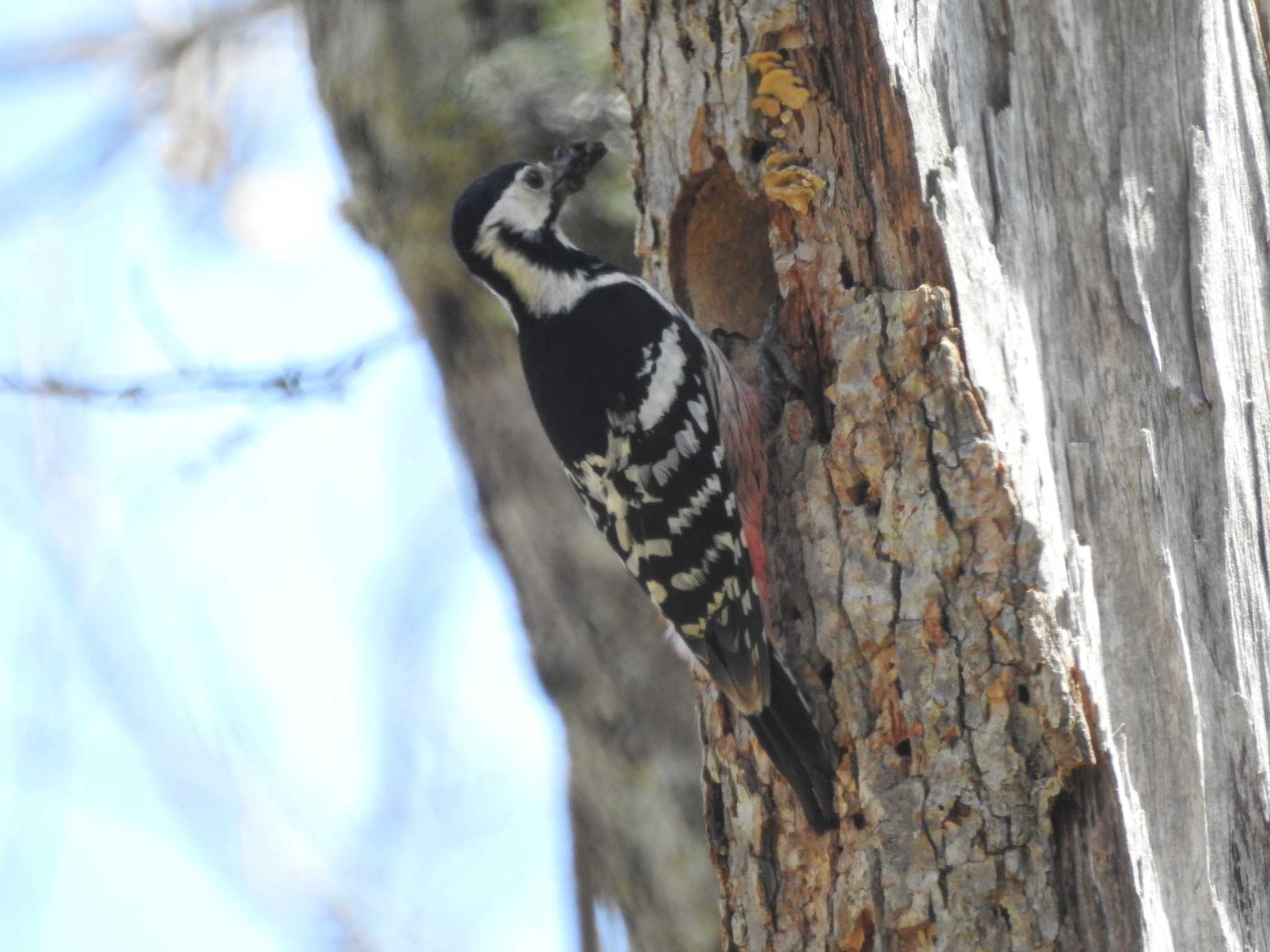 White-backed Woodpecker