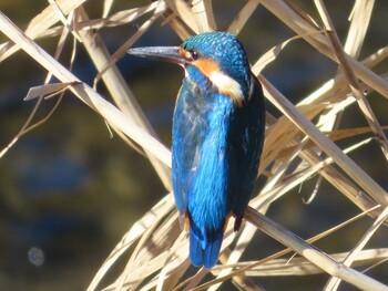 Sun, 11/28/2021 Birding report at 境川(境橋付近)