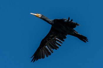 カワウ 馬見丘陵公園 2021年11月28日(日)