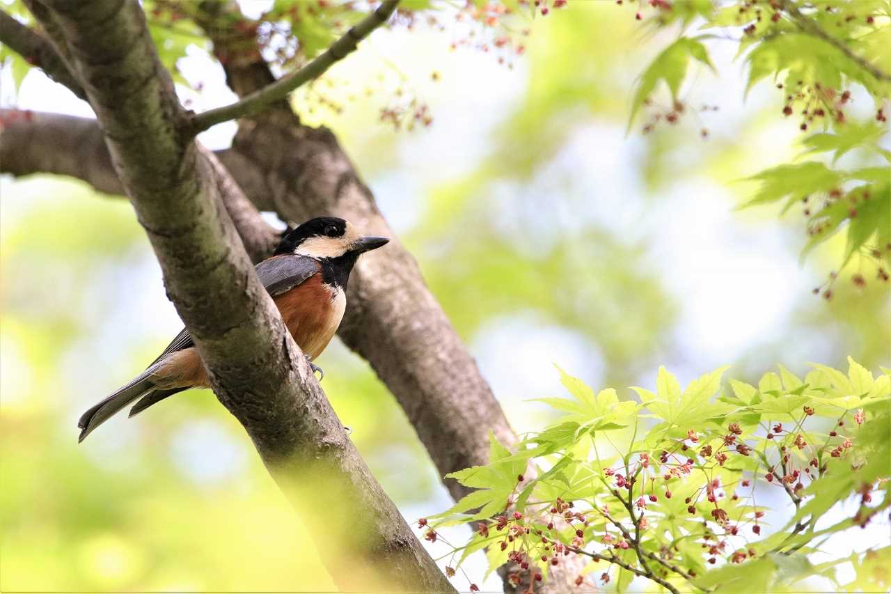 Varied Tit