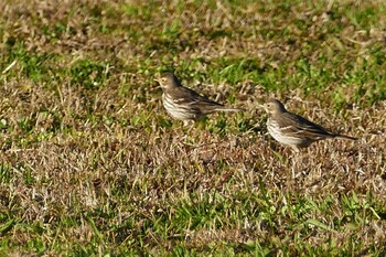 2021年11月28日(日) 荒川河川敷の野鳥観察記録