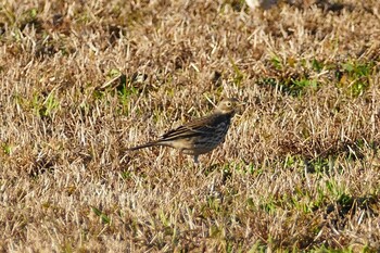 Water Pipit 荒川河川敷 Sun, 11/28/2021