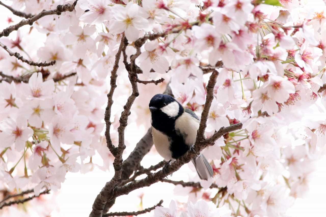 Japanese Tit