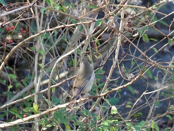Japanese Bush Warbler Akigase Park Sun, 11/28/2021