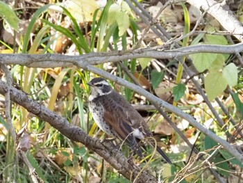 Dusky Thrush Akigase Park Sun, 11/28/2021