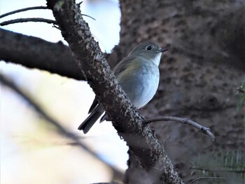 ルリビタキ 埼玉県民の森 2021年11月28日(日)