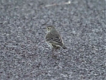 Water Pipit 狭山湖堤防 Sun, 11/28/2021