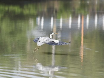 Grey Heron Unknown Spots Sat, 5/20/2017