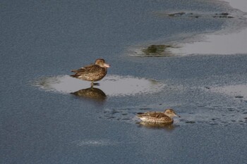 マガモ 西岡公園(西岡水源地) 2021年11月28日(日)