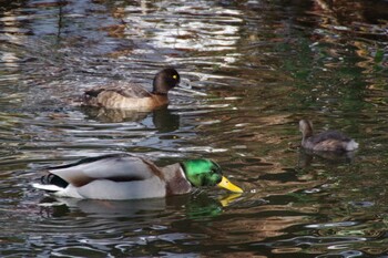 マガモ 西岡公園(西岡水源地) 2021年11月28日(日)