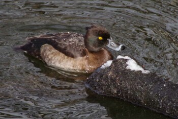 キンクロハジロ 西岡公園(西岡水源地) 2021年11月28日(日)