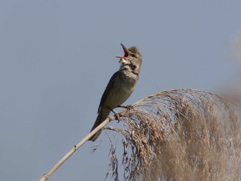 Oriental Reed Warbler 奈良県奈良市 Sat, 5/20/2017