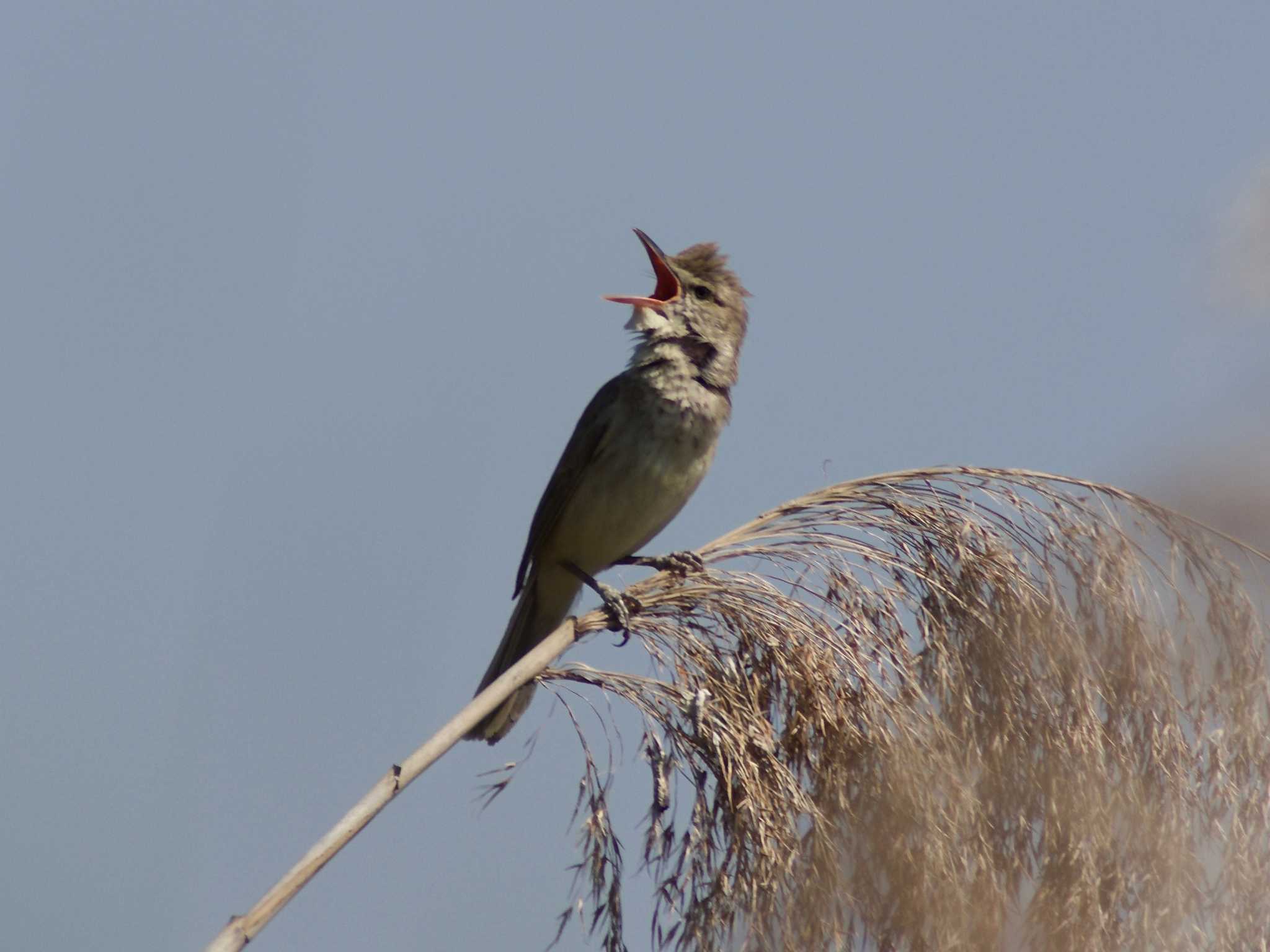 Photo of Oriental Reed Warbler at 奈良県奈良市 by veritas_vita