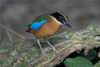 2021年11月28日(日) Jurong Lake Gardensの野鳥観察記録