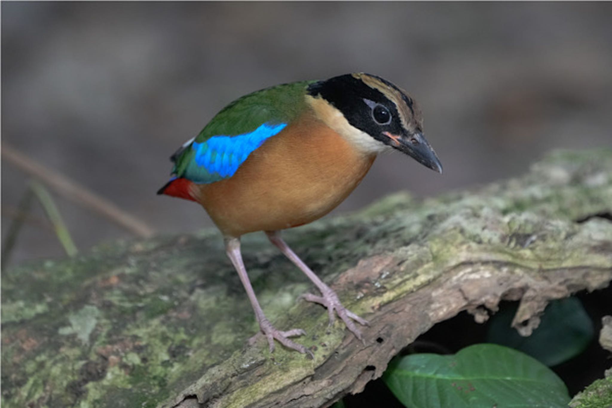 Blue-winged Pitta