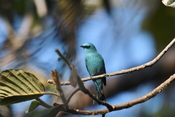 ロクショウヒタキ プーキィアオ野生動物保護区 2020年2月11日(火)