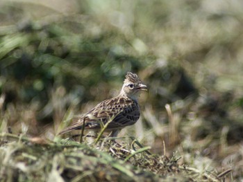 Eurasian Skylark 平城宮跡 Sat, 5/20/2017