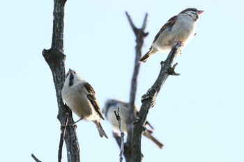 Russet Sparrow 広陵町 Sun, 11/28/2021