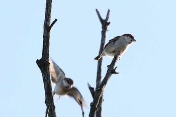 Russet Sparrow 広陵町 Sun, 11/28/2021