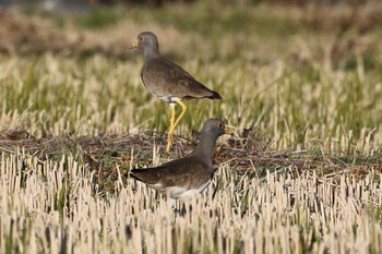 Grey-headed Lapwing 田原本 Sun, 11/28/2021