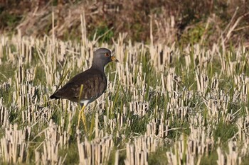 Grey-headed Lapwing 田原本 Sun, 11/28/2021