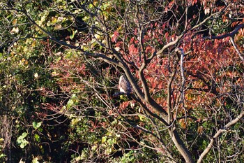 2021年11月28日(日) 長浜公園の野鳥観察記録