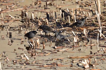 Sun, 11/28/2021 Birding report at 金井遊水地(金井遊水池)