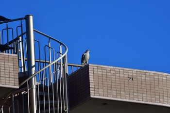 ハヤブサ 金井遊水地(金井遊水池) 2021年11月28日(日)