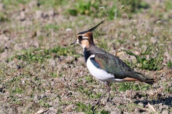 Northern Lapwing 岡山県 Sun, 11/28/2021