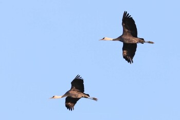 Hooded Crane 岡山県 Unknown Date