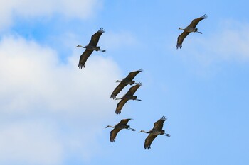 ナベヅル 岡山県 2021年11月28日(日)