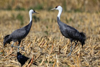 Hooded Crane 岡山県 Sun, 11/28/2021