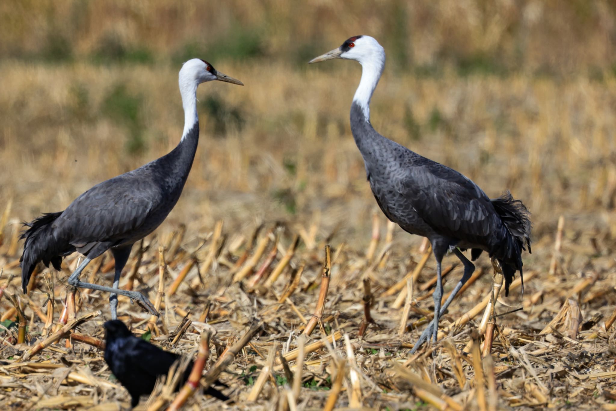 Photo of Hooded Crane at 岡山県 by H.NAKAMURA