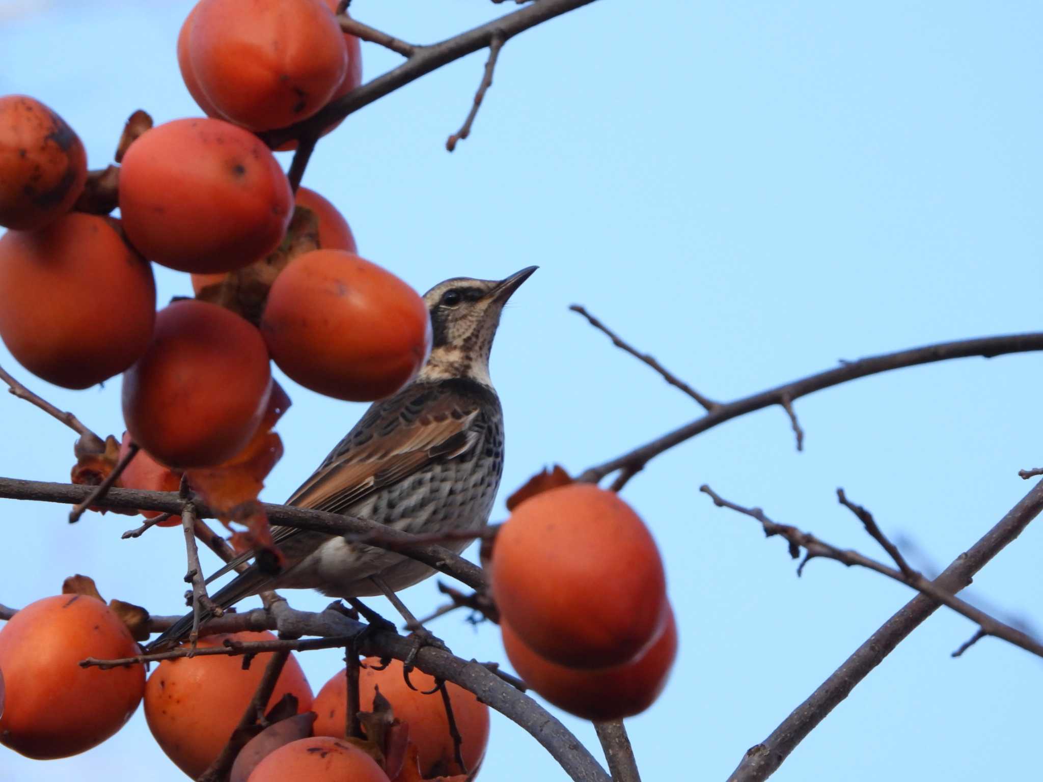 Photo of Dusky Thrush at 都市緑化植物園(大阪府豊中市寺内) by ひよひよ