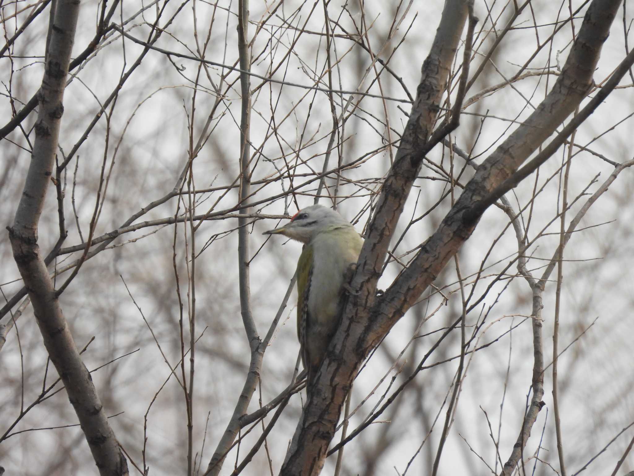 Grey-headed Woodpecker