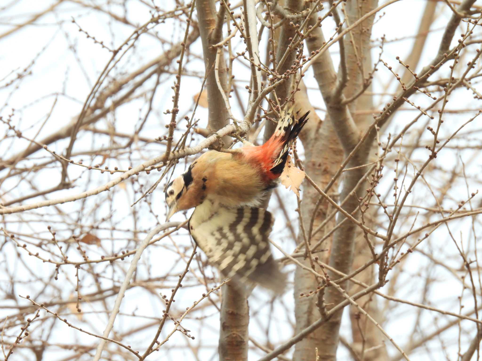 Great Spotted Woodpecker