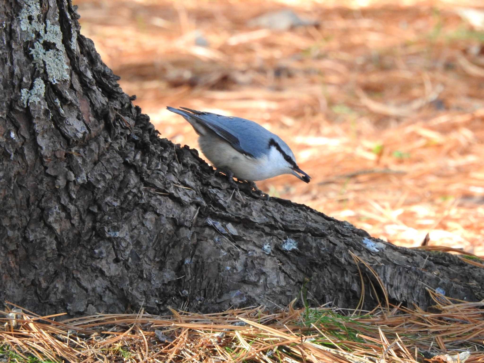 何かの実をくわえているゴジュウカラ by ノビタキ王国の住民 