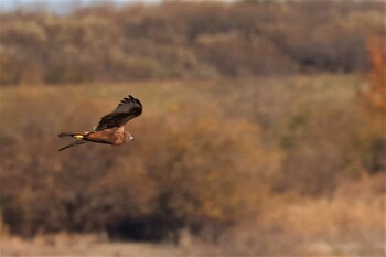 Eastern Marsh Harrier Watarase Yusuichi (Wetland) Sat, 11/27/2021