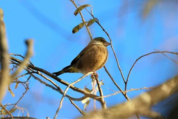 Grey-capped Greenfinch Watarase Yusuichi (Wetland) Sat, 11/27/2021