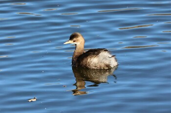 Little Grebe Watarase Yusuichi (Wetland) Sat, 11/27/2021